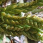 alpinefol3clubmoss
