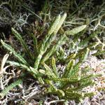 alpinefor1clubmoss