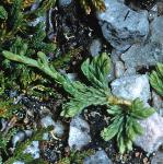 alpinefor2clubmoss