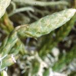 alpinefru1clubmoss