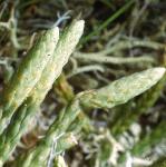 alpinefrusclubmoss
