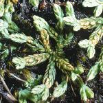 alpinefrus1clubmoss