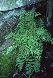 cbladdergar2fern