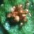 ccommonfrutbucklerfern1