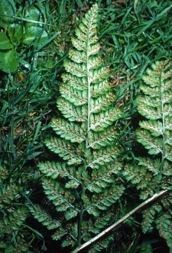 ccommongar1bucklerfern