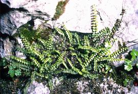 ccommongar1spleenwort1