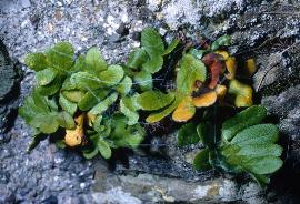 ccommongar3polypody1
