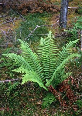cmalegar5fern1