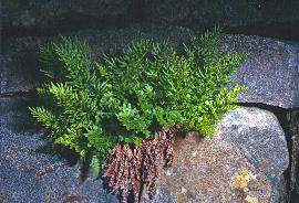 cparsleygar1fern