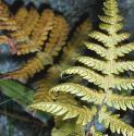 fbeechfolfern