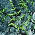 fbeechforfern