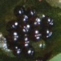 fbladderfru1fern