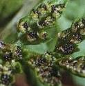 fbladderfru2fern