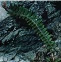 fhollyfol1fern