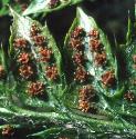 fsoftfru2shieldfern