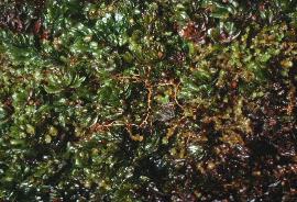 gtunbridgegar1filmyfern2
