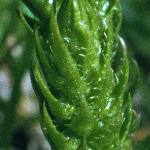 lesserfol1clubmoss