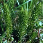 lesserfor1clubmoss