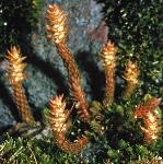 lesserfor2clubmoss