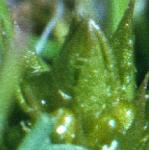 lesserfru1clubmoss