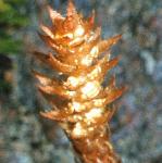 lesserfru2clubmoss
