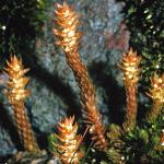 lesserfrusclubmoss