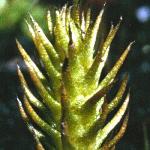 marshfol1clubmoss