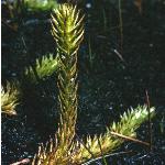 marshfol2clubmoss