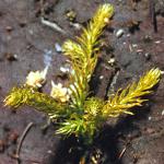marshfor1clubmoss