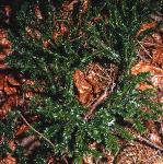 marshfor2clubmoss