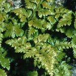pblackfol1spleenwort