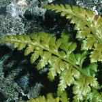 pblackfol2spleenwort