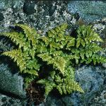 pblackfor1spleenwort