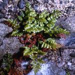 pblackfor2spleenwort