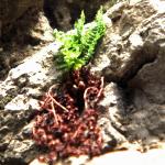 pblackfor3spleenwort