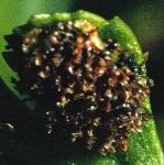 pblackfru1spleenwort