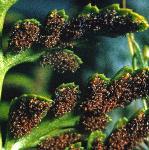 pblackfrusspleenwort
