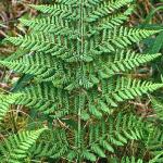 pcommonfol1bucklerfern