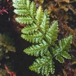 pcommonfol2bucklerfern