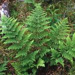 pcommonfor1bucklerfern