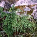 pcommonfor2bucklerfern
