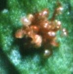 pcommonfru1bucklerfern