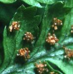 pcommonfru2bucklerfern