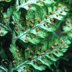 pcommonfru3bucklerfern