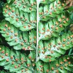 pcommonfru4bucklerfern