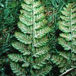 pcommonfru5bucklerfern