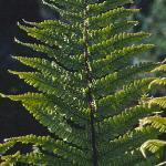 pgoldenscaledfol1malefern