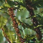 pgoldenscaledfol2malefern