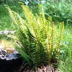 pgoldenscaledfor1malefern
