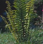 pgoldenscaledfor2malefern